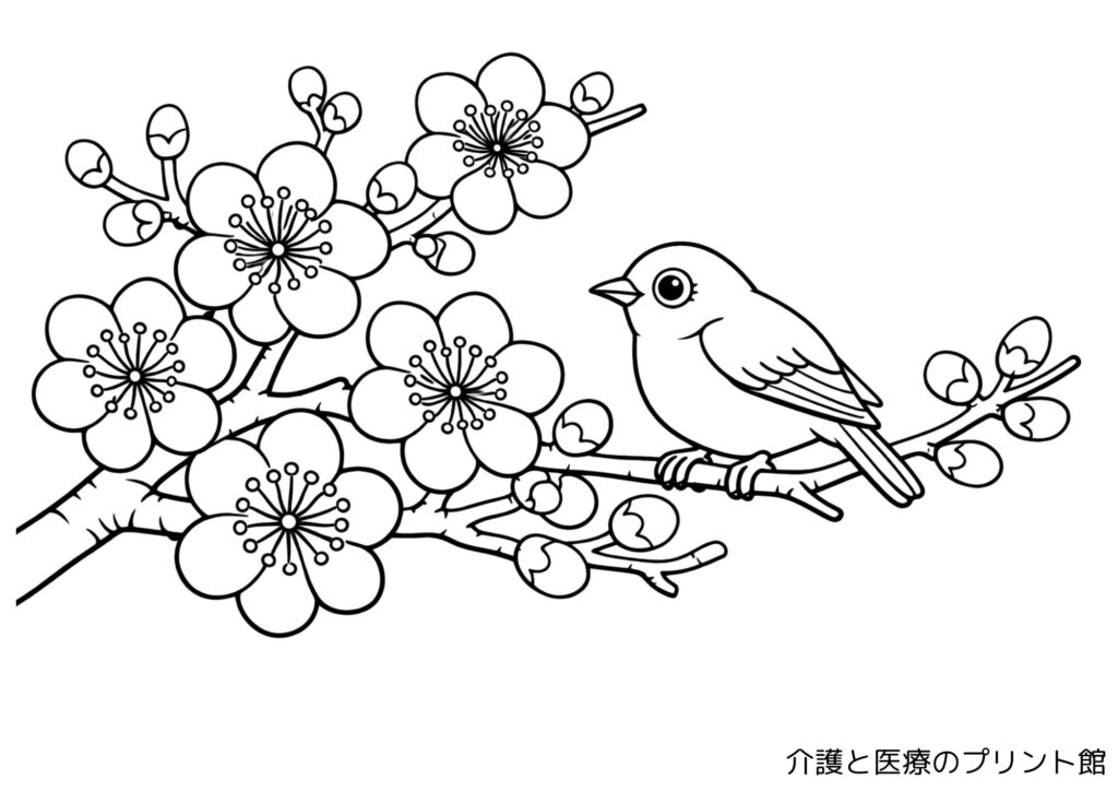 梅とメジロの高齢者向けの春の塗り絵