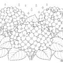 紫陽花の塗り絵｜高齢者向け無料塗り絵【梅雨・6月レクリエーション】