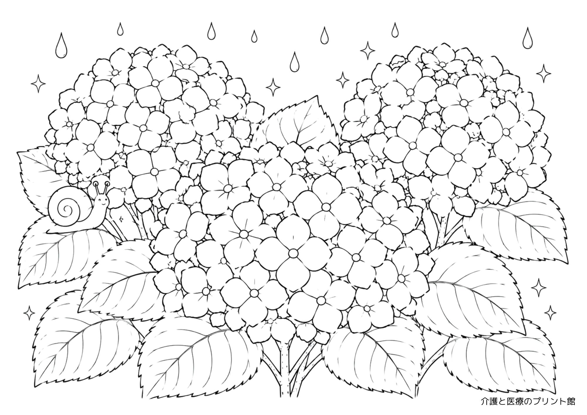 6月の初夏の時期にピッタリな紫陽花とカタツムリを描いた高齢者向け梅雨の塗り絵