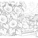 アサガオ(朝顔)の高齢者向け無料塗り絵|夏の風情を楽しむ和風塗り絵