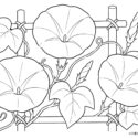 アサガオ(朝顔)の高齢者向け無料塗り絵｜大きくて塗りやすい夏の定番花