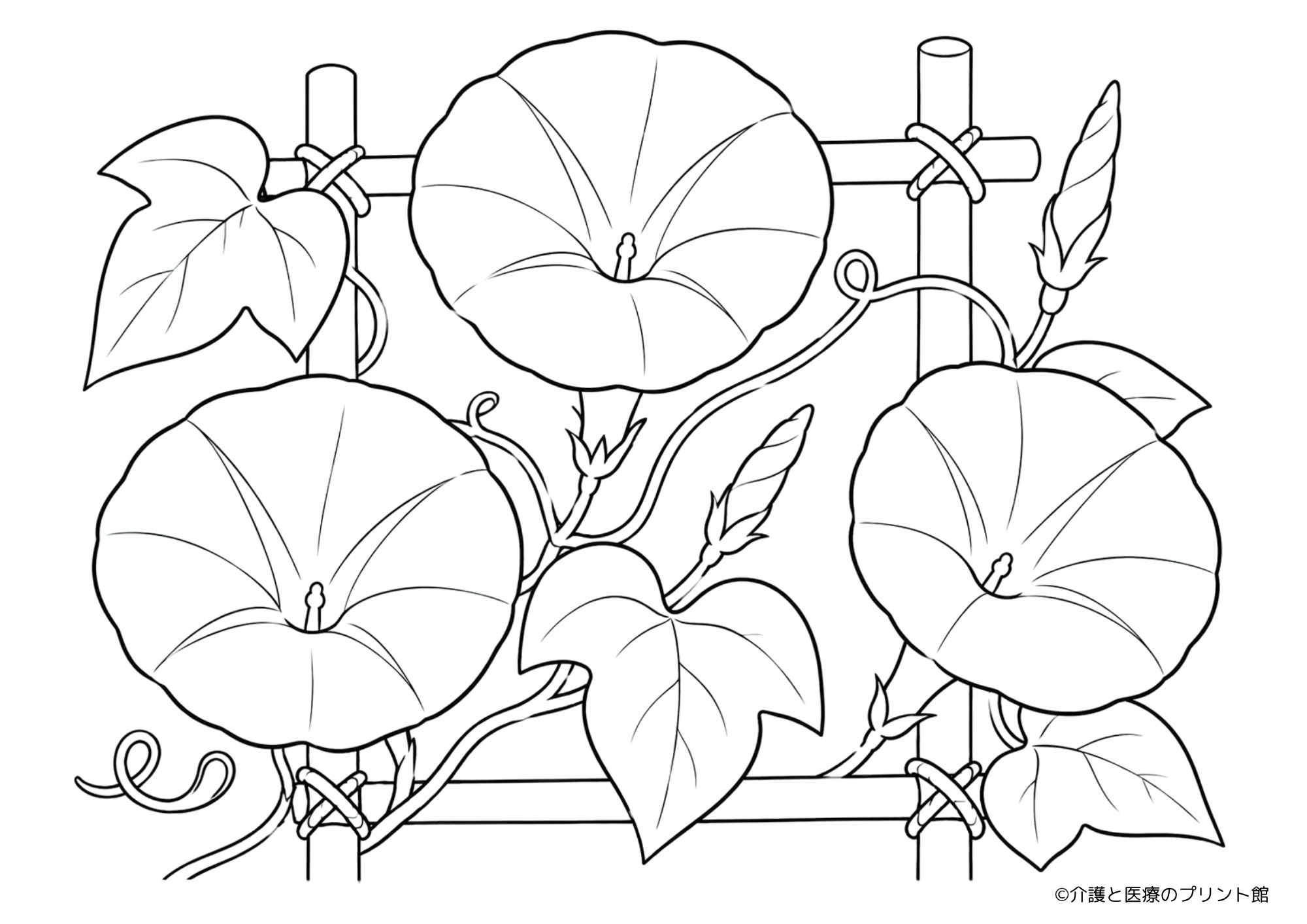 大きなアサガオ(朝顔)の花と葉を描いた高齢者向けのシンプルで簡単な朝顔の塗り絵