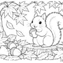 どんぐりを持つリスと紅葉の塗り絵