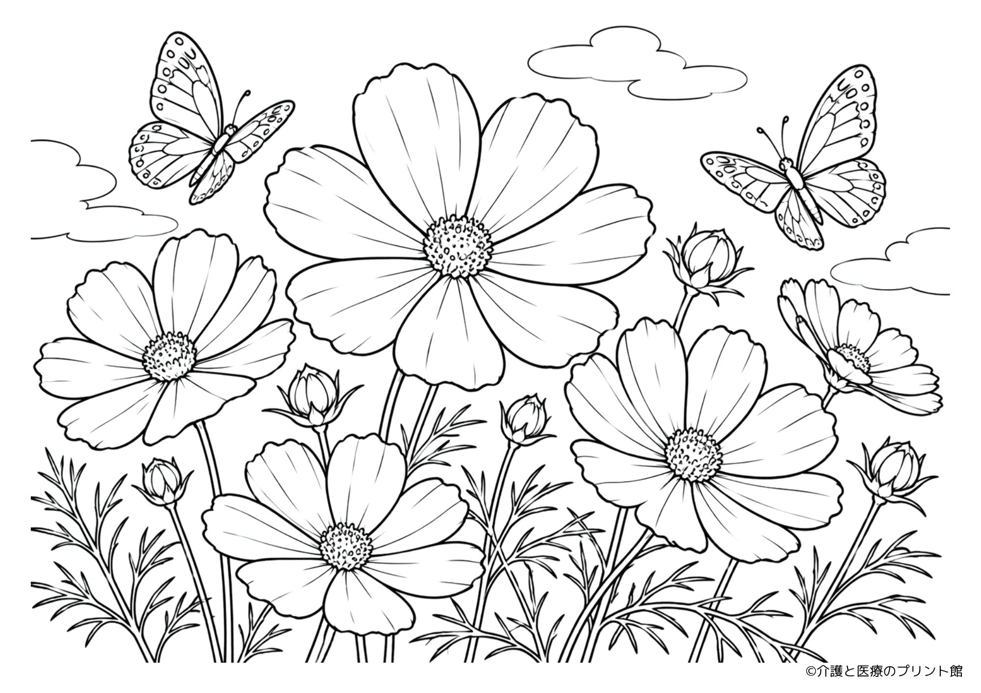 大きなコスモスの花と蝶を描いた簡単な秋の無料塗り絵