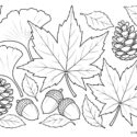 もみじやどんぐりを描いた簡単な10月・11月の秋の塗り絵